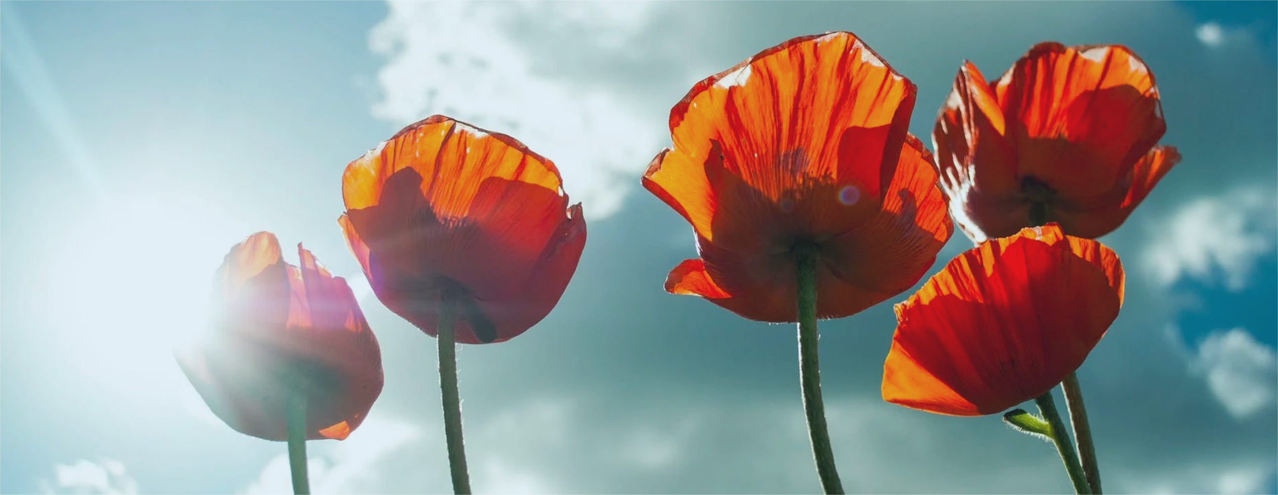 poppies